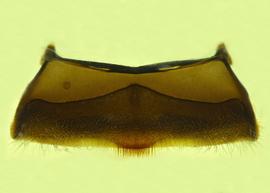  Fig 8,  Anthidium manicatum  male, ventral view of fourth sternum (S4), photo from Gonzalez and Griswold 2013 
